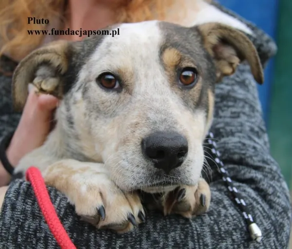 Pies do adopcji, Nowy Dwór Mazowiecki, 22 października 2025 (1/5)