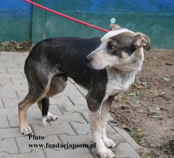 Pies do adopcji, Nowy Dwór Mazowiecki, 22 października 2025 (4/5)