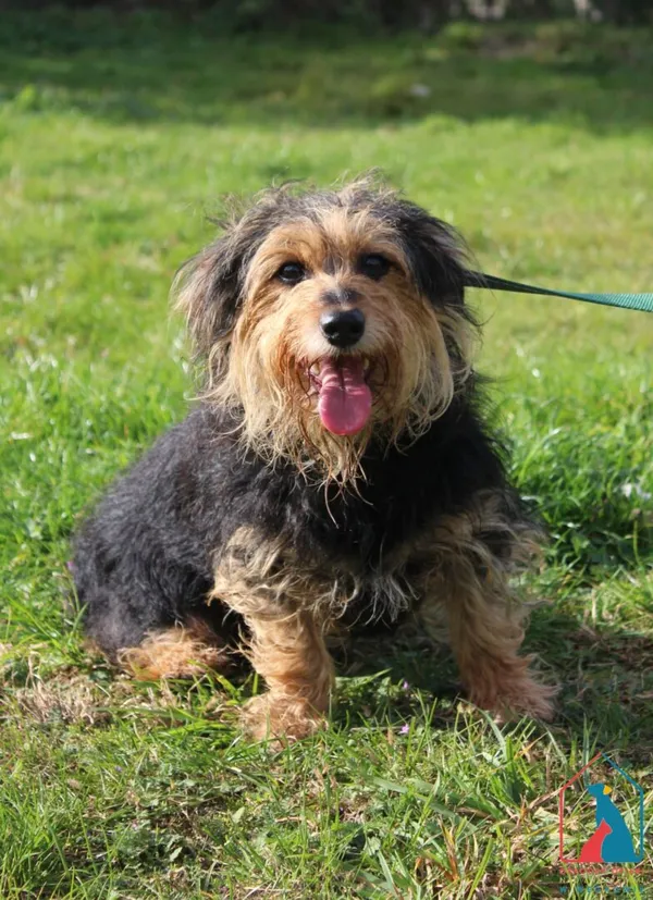 Pies do adopcji, Grudziądz, 14 października 2025