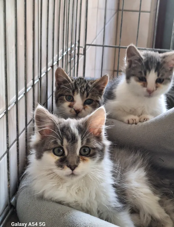 Kot do adopcji, Orzechowce, 22 października 2025 (2/5)