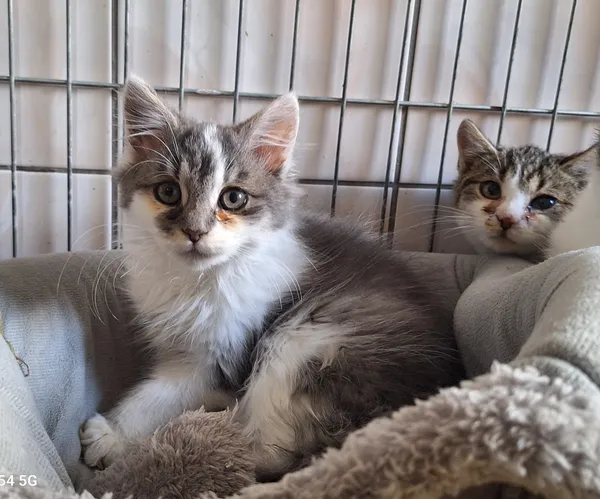 Kot do adopcji, Orzechowce, 22 października 2025 (4/5)