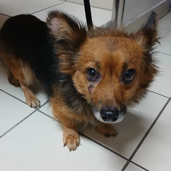 Znaleziono psa, Gdańsk, 23 października 2025