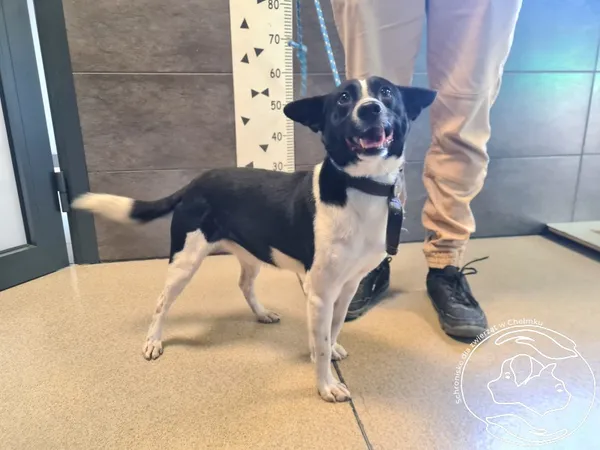 Znaleziono psa, Chełmek, 23 października 2025