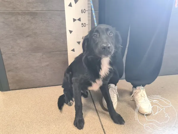 Znaleziono psa, Chełmek, 22 października 2025