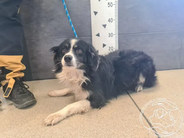 Znaleziono psa, Chełmek, 21 października 2025