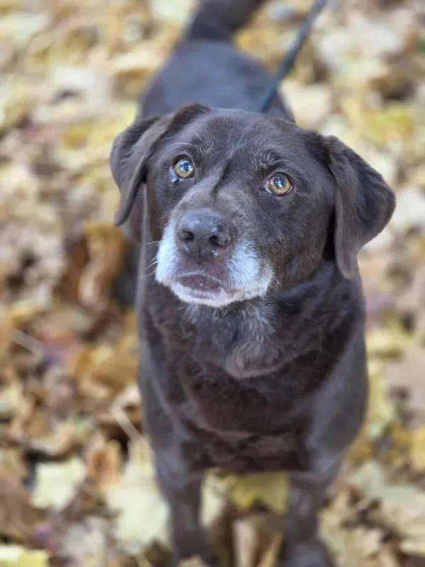 Pies do adopcji, Jelenia Góra, 17 września 2025 (1/5)