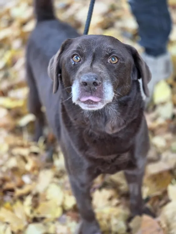 Pies do adopcji, Jelenia Góra, 17 września 2025 (2/5)