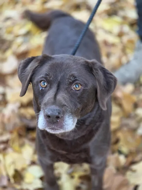Pies do adopcji, Jelenia Góra, 17 września 2025 (3/5)