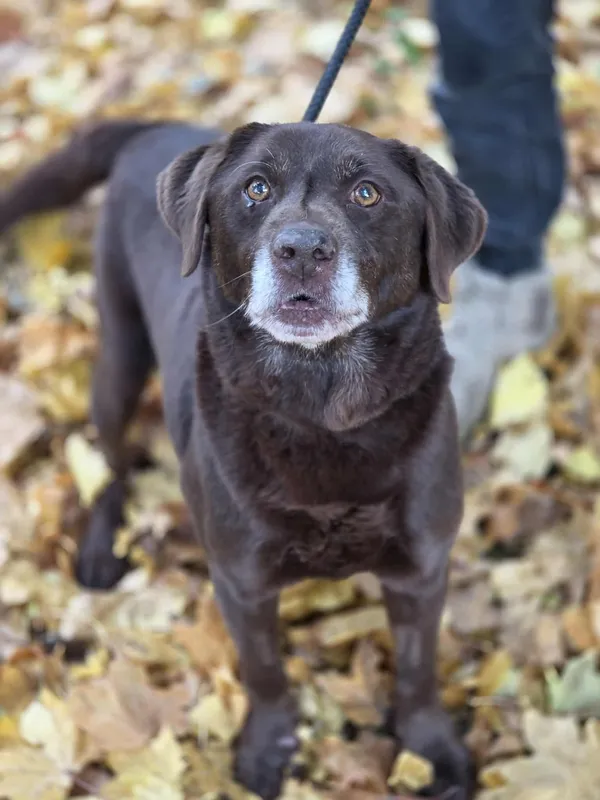 Pies do adopcji, Jelenia Góra, 17 września 2025 (4/5)