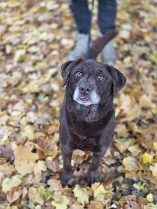 Pies do adopcji, Jelenia Góra, 17 września 2025 (5/5)