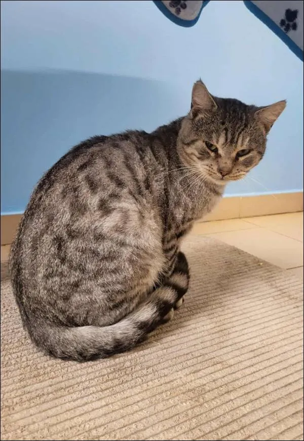 Znaleziono kota, Grudziądz, 23 października 2025