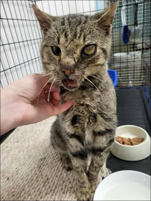 Znaleziono kota, Grudziądz, 23 października 2025