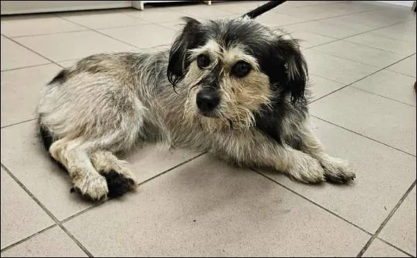 Znaleziono psa, Grudziądz, 23 października 2025