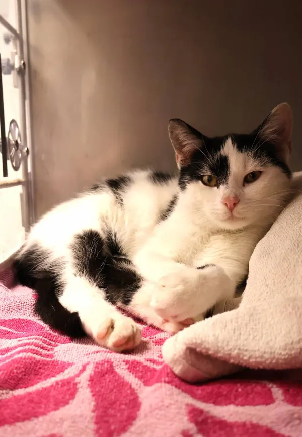 Znaleziono kota, Łódź, 23 października 2025 (2/2)