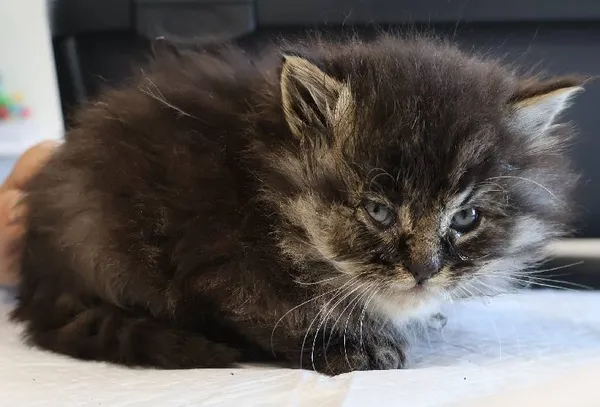 Znaleziono kota, Łódź, 22 października 2025 (1/2)