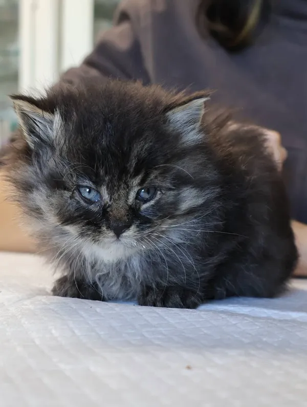 Znaleziono kota, Łódź, 22 października 2025 (2/2)