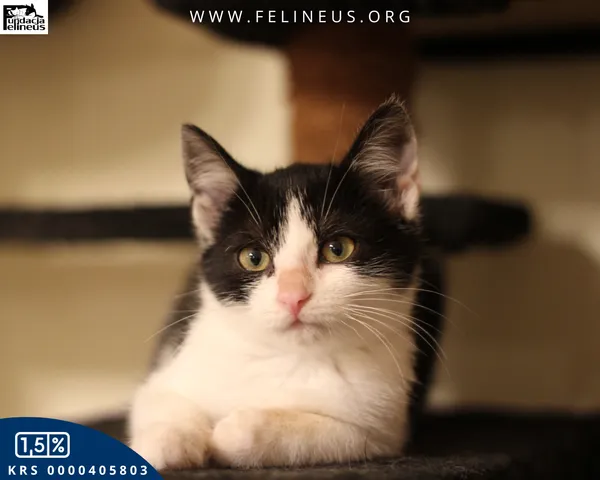 Kot do adopcji, gmina Krasne, 23 października 2025 (1/5)