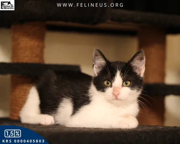 Kot do adopcji, gmina Krasne, 23 października 2025 (3/5)