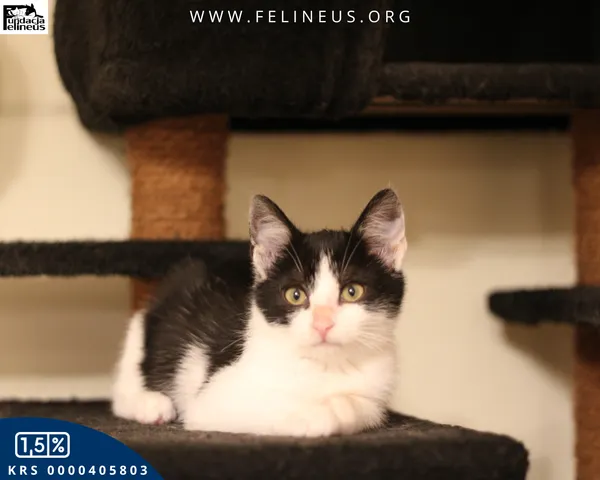 Kot do adopcji, gmina Krasne, 23 października 2025 (5/5)