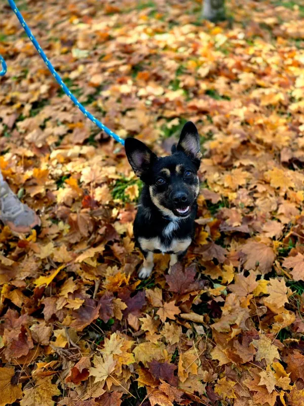 Pies do adopcji, Radom, 23 października 2025 (3/5)