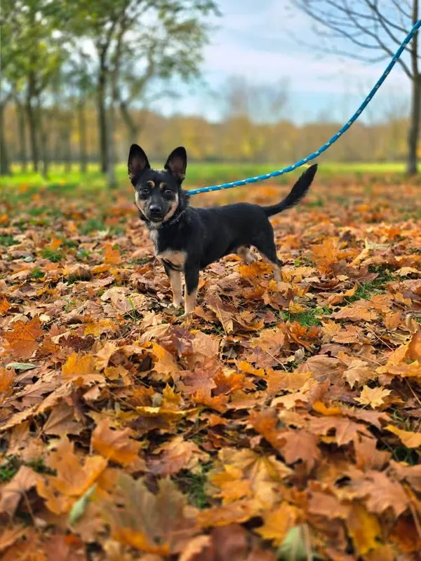 Pies do adopcji, Radom, 23 października 2025 (5/5)