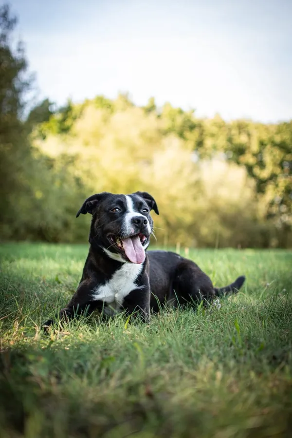 Pies do adopcji, Radom, 23 października 2025 (3/5)