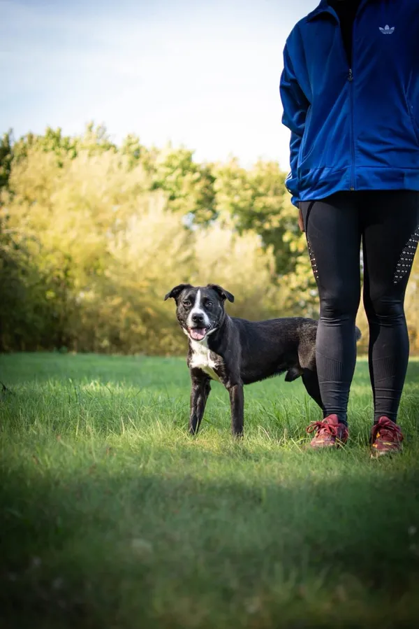 Pies do adopcji, Radom, 23 października 2025 (4/5)