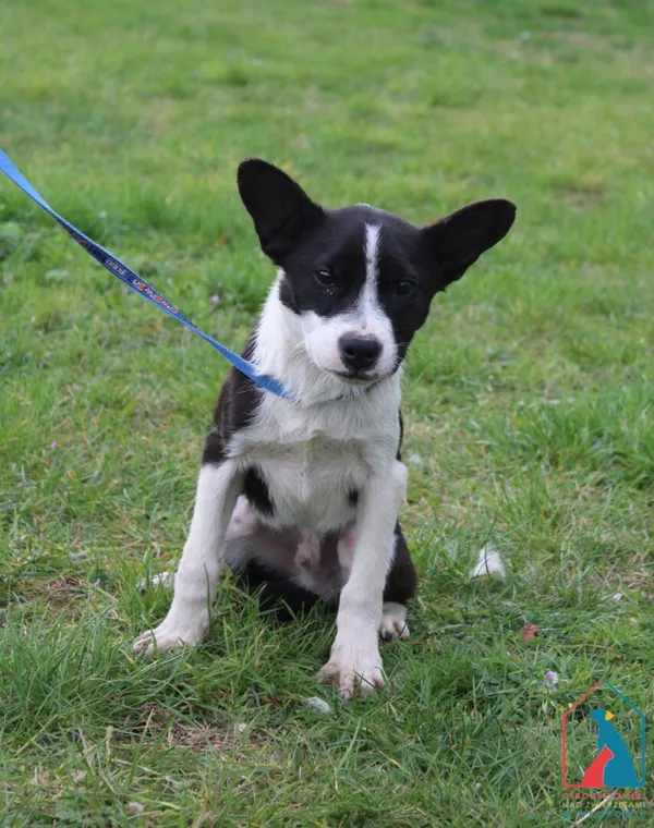 Pies do adopcji, Grudziądz, 15 października 2025