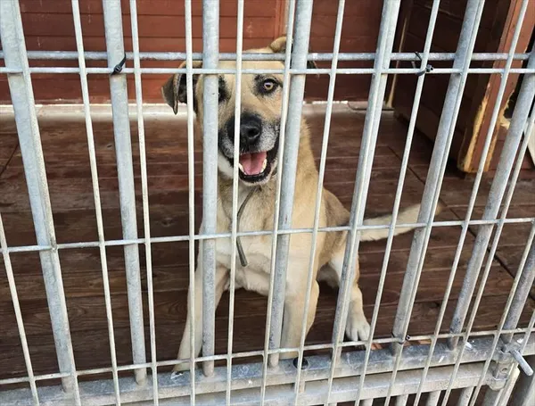 Pies do adopcji, Gorzów Wielkopolski, 17 października 2025