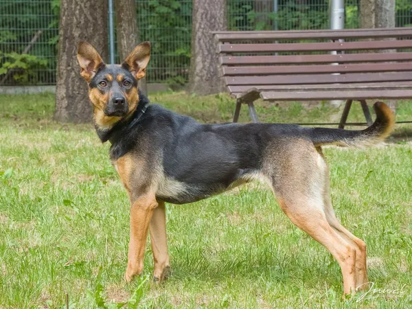 Pies do adopcji, Sopot, 23 października 2025 (4/4)