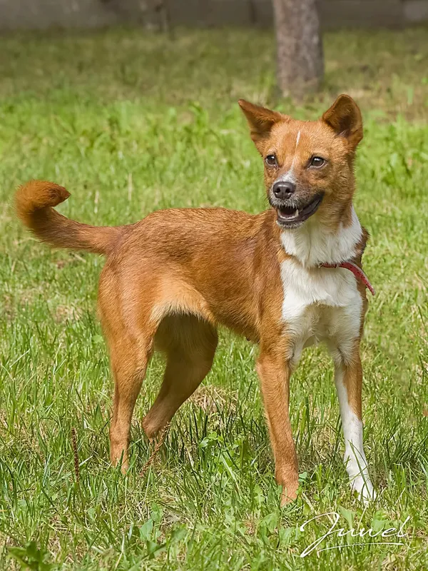 Pies do adopcji, Sopot, 23 października 2025