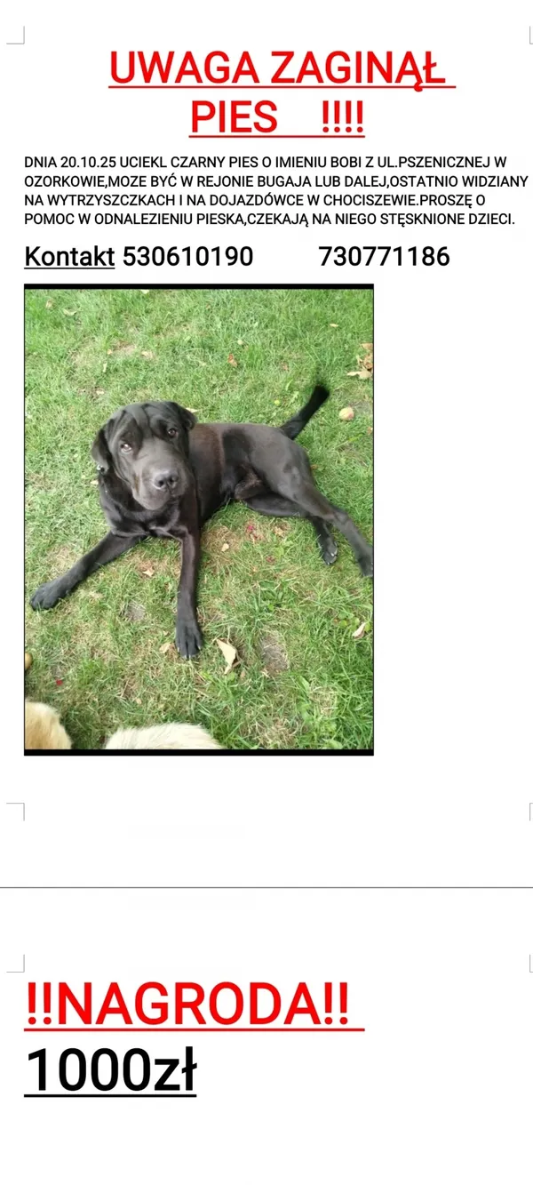Zaginął pies, Łódź, 23 października 2025