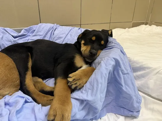 Pies do adopcji, Kraków, 9 października 2025