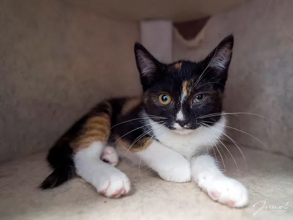 Kot do adopcji, Sopot, 23 października 2025