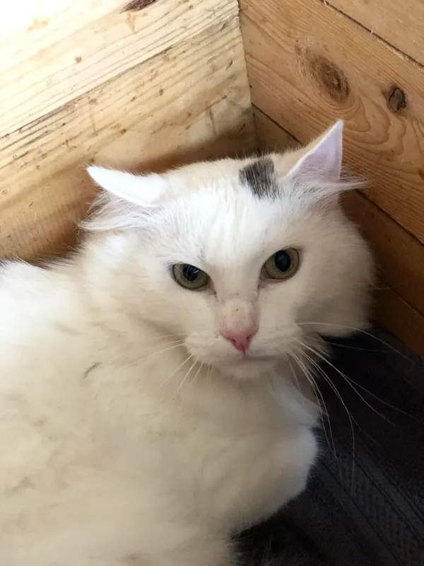 Kot do adopcji, Gdańsk, 23 października 2025