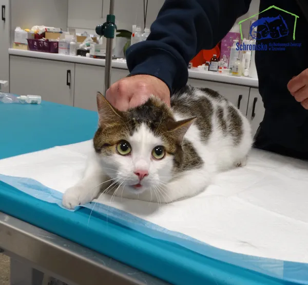 Znaleziono kota, Szczecin, 23 października 2025