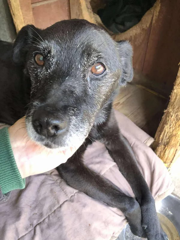 Oddam psa, Warszawa, Henryków, 24 października 2025 (1/6)