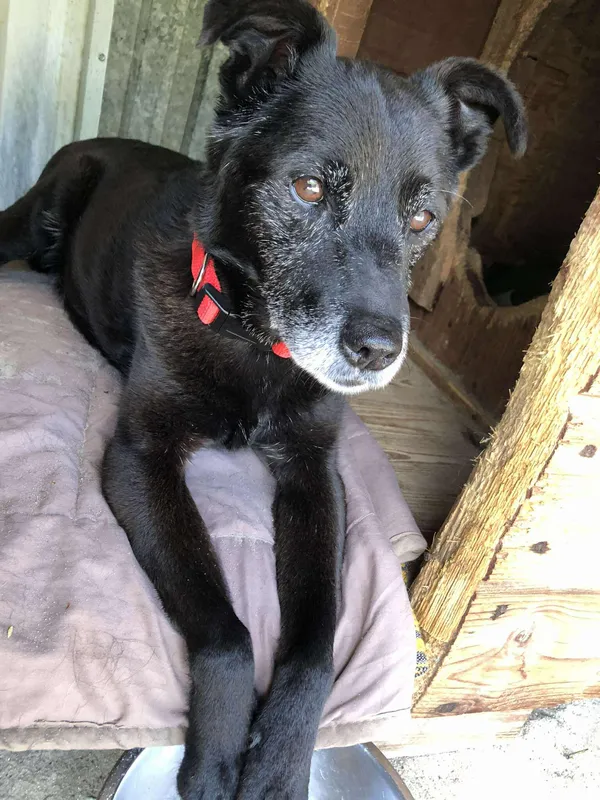 Oddam psa, Warszawa, Henryków, 24 października 2025 (6/6)