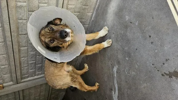 Znaleziono psa, Choszczno, 4 września 2025