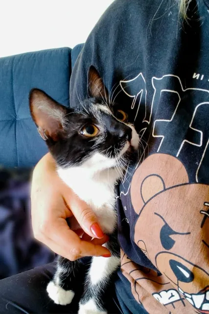 Kot do adopcji, Piła, 7 lipca 2025 (2/5)