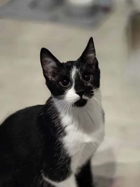 Kot do adopcji, Piła, 7 lipca 2025 (4/5)