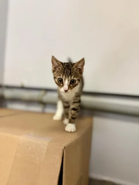 Kot do adopcji, Piła, 6 lipca 2025