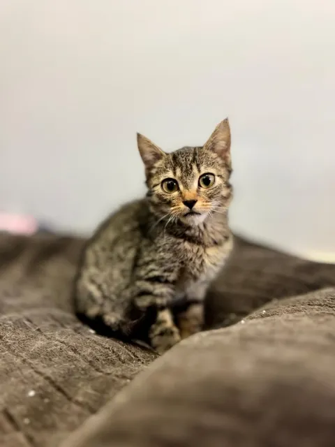 Kot do adopcji, Piła, 6 lipca 2025 (1/3)