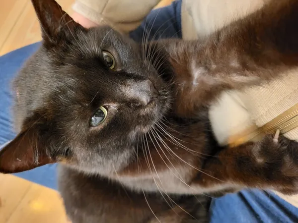 Znaleziono kota, Łódź, 24 października 2025