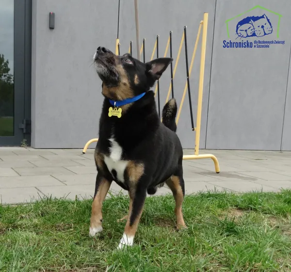 Znaleziono psa, Szczecin, 24 października 2025 (1/2)
