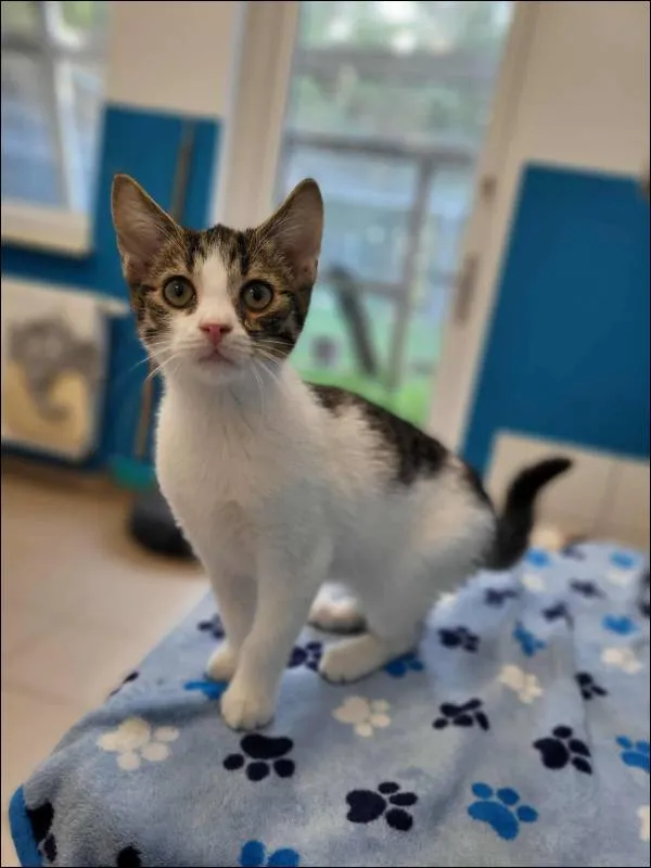 Znaleziono kota, Grudziądz, 23 października 2025