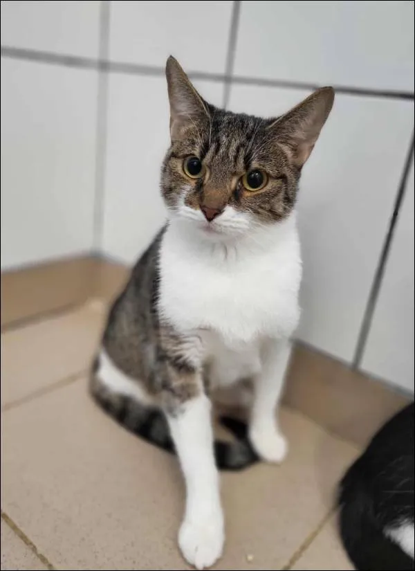 Znaleziono kota, Grudziądz, 23 października 2025