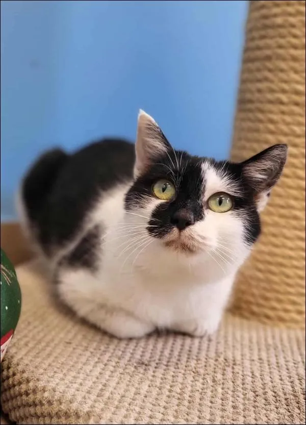 Znaleziono kota, Grudziądz, 23 października 2025