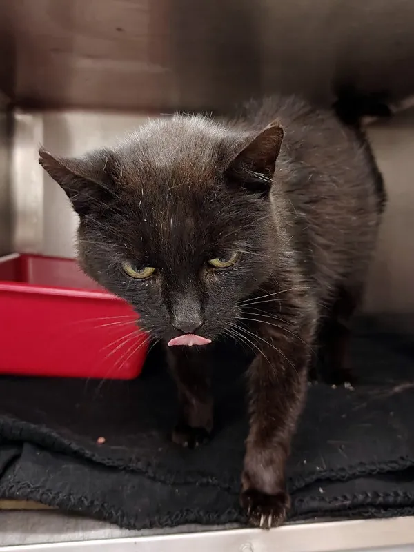 Kot do adopcji, Włocławek, 23 października 2025 (3/3)