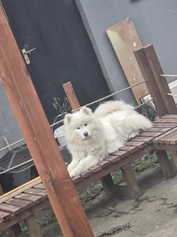 Zaginął pies, Skierniewice, Zadębie, 24 października 2025 (2/4)